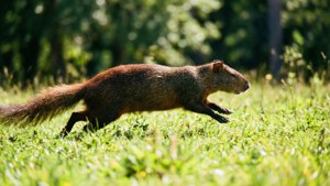 Running Agouti