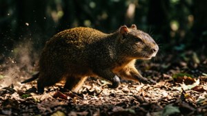 Running Agouti