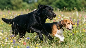 Running Buddies
