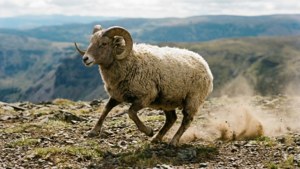 Running Free