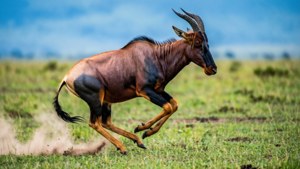 Running Through the Plains