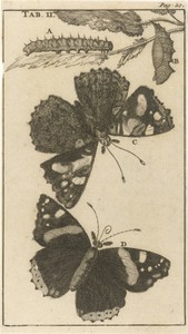 Rupsen, poppen en vlinders II