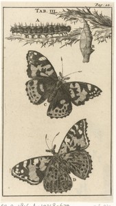 Rupsen, poppen en vlinders III