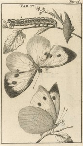 Rupsen, poppen en vlinders IV