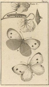 Rupsen, poppen en vlinders V