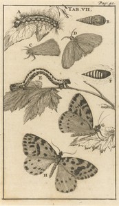 Rupsen, poppen en vlinders VII