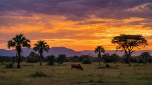 Rupununi Sunset Serenity