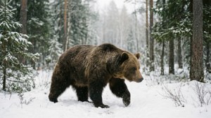 Russian Bear Winter