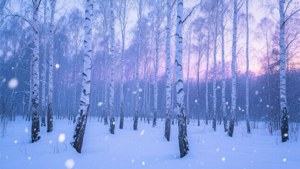 Russian Winter Birch