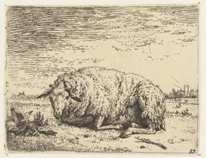 Rustend schaap