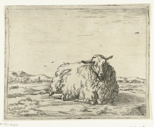 Rustend schaap, van voren gezien