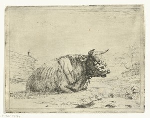 Rustende koe met halster