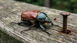 Rustic Beetle