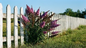 Rustic Fence Butterfly Bush