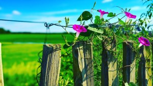 Rustic Fence Morning Glory
