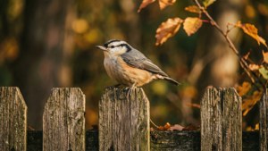 Rustic Fence Titmouse