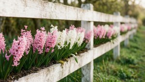 Rustic Hyacinth Fence