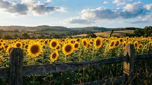 Rustic Sunflower Fence