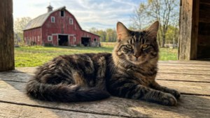 Rustic Toyger on Porch