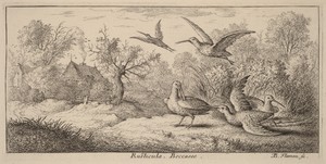 Rusticula, The Woodcock