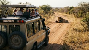 Safari Encounter