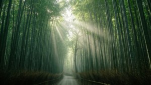 Sagano Bamboo Mist