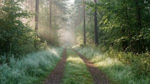 Sage Forest Mist