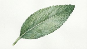Sage Leaf Watercolor