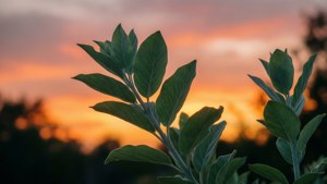 Sage Sunset Silhouette