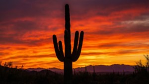 Saguaro Sunset Silhouette