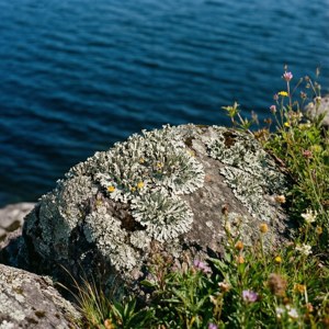 Saguenay Fjord Detail