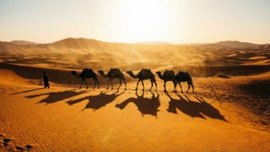 Sahara Caravan