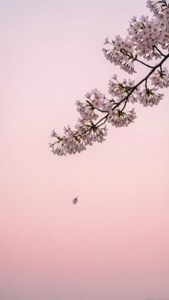 Sakura Minimal