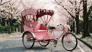Sakura Rickshaw Spring