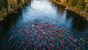Salmon Run