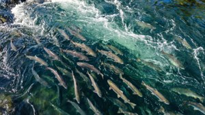 Salmon Run Aerial