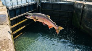Salmon Run Season