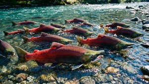 Salmon Run Upstream