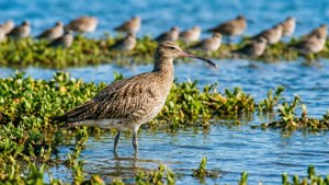 Salt Marsh Life