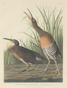 Salt Water Marsh Hen