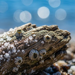 Salty Details