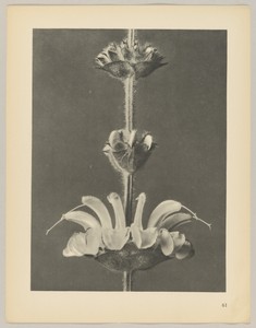 Salvia argentea