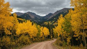 San Juan Aspens