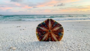 Sand Dollar at Sunset