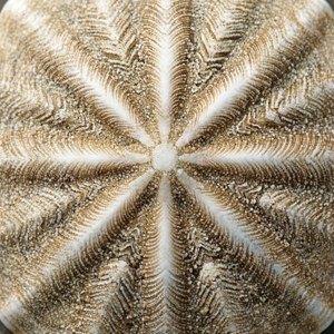 Sand Dollar Texture Pattern