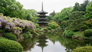 Sankeien Garden Wisteria