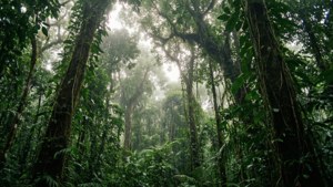 Sapo Rainforest Majesty