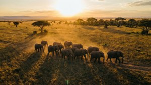 Savanna Giants at Sunset