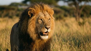 Savanna Lion King Golden Hour