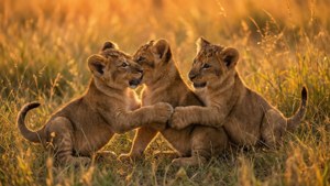Savanna Trio Play
